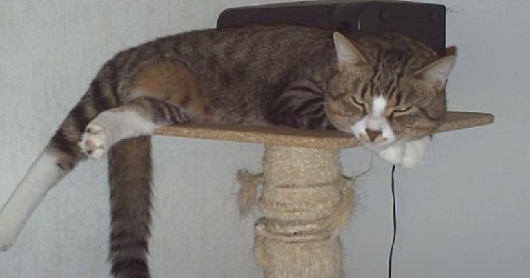 kissa-vanhuuteen-thumb800x420