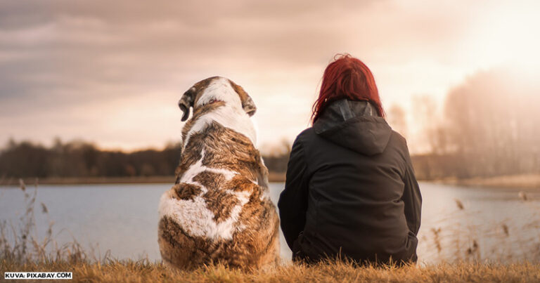 Koira_friends_pixabay-thumb800x420