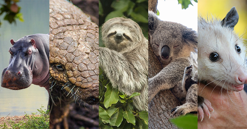 8nukkuvaa-elainta-thumb800x420