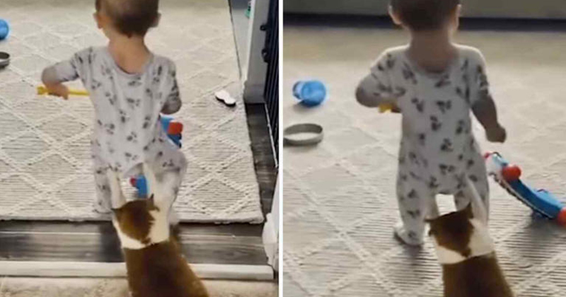 HappyFunny_cats-babies-thumb800x420