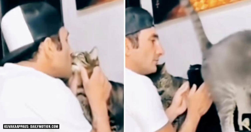 funny_video_cat-thumb800x420