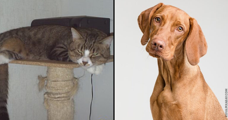 kissa-koira-thumb800x420