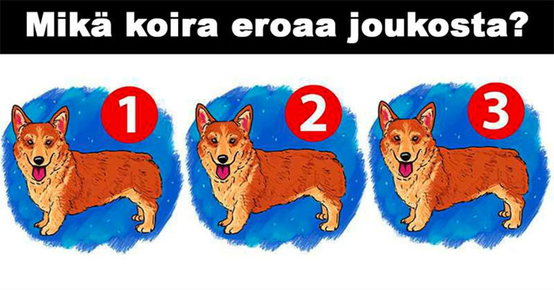 mika-koira-eroaa-joukosta-thumb800x420