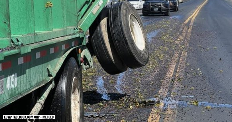 viinirypale_kalifornia-thumb800x420