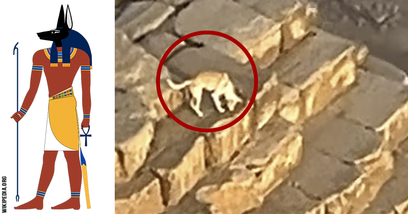 giza-pyramid-dog-thumb800x420