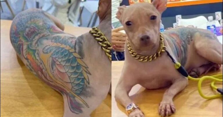 dog-tattoo-china-thumb800x42
