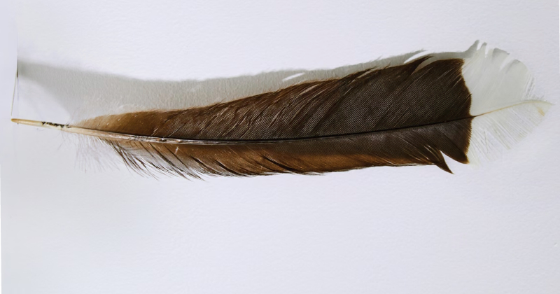 NZD_huia_feather-thumb800x420