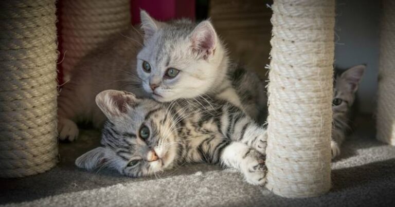 kitten-thumb800x420
