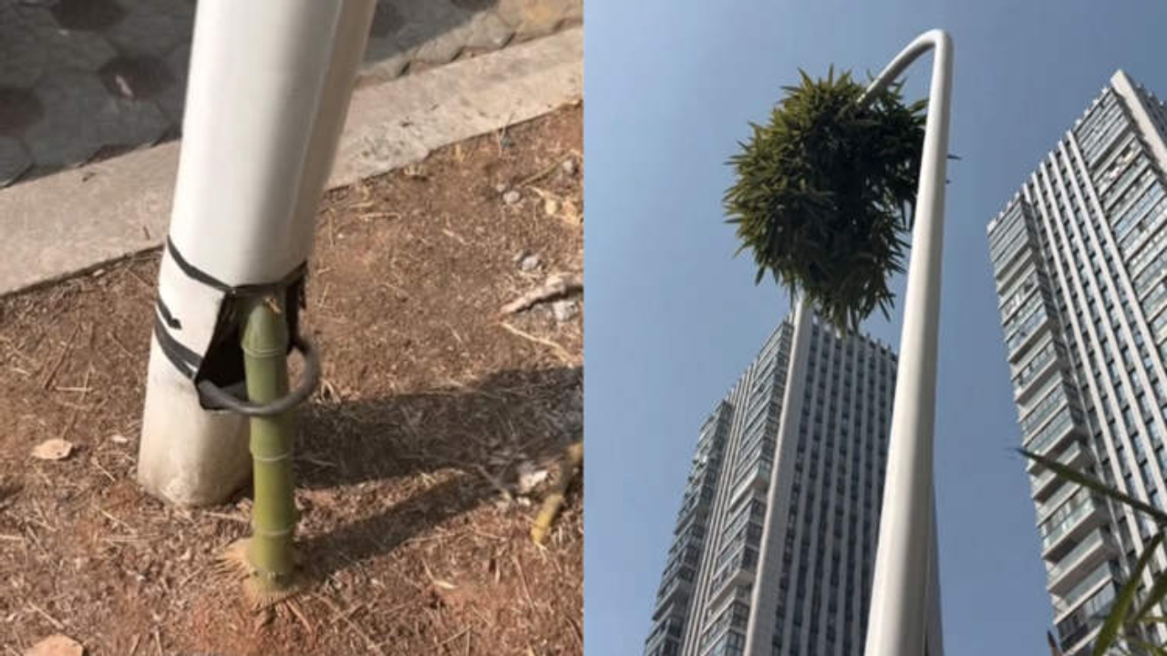 resilient-bamboo-thumb1280x720