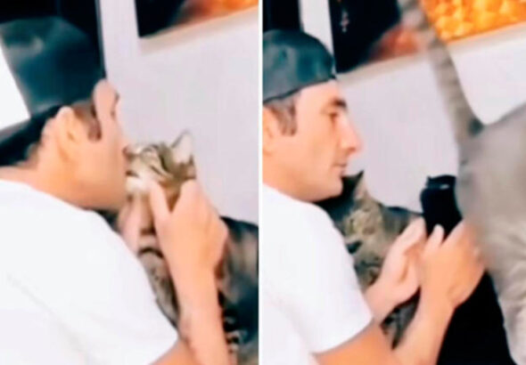 funny_video_cat-thumb1280x720