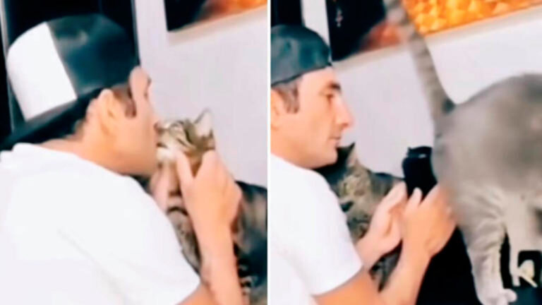 funny_video_cat-thumb1280x720
