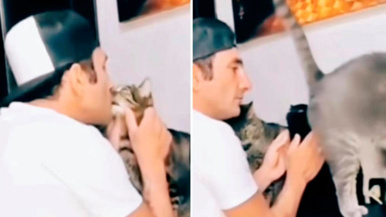 funny_video_cat-thumb1280x720